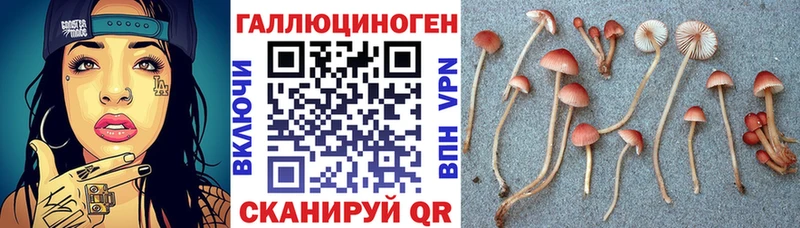 это телеграм  кракен сайт  Камызяк  наркошоп  Псилоцибиновые грибы Psilocybine cubensis 